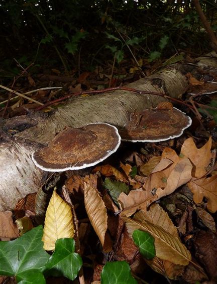 A fair of mature brackets on a fallen birch in Hockley Woods, Essex.